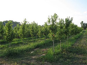 Nursery